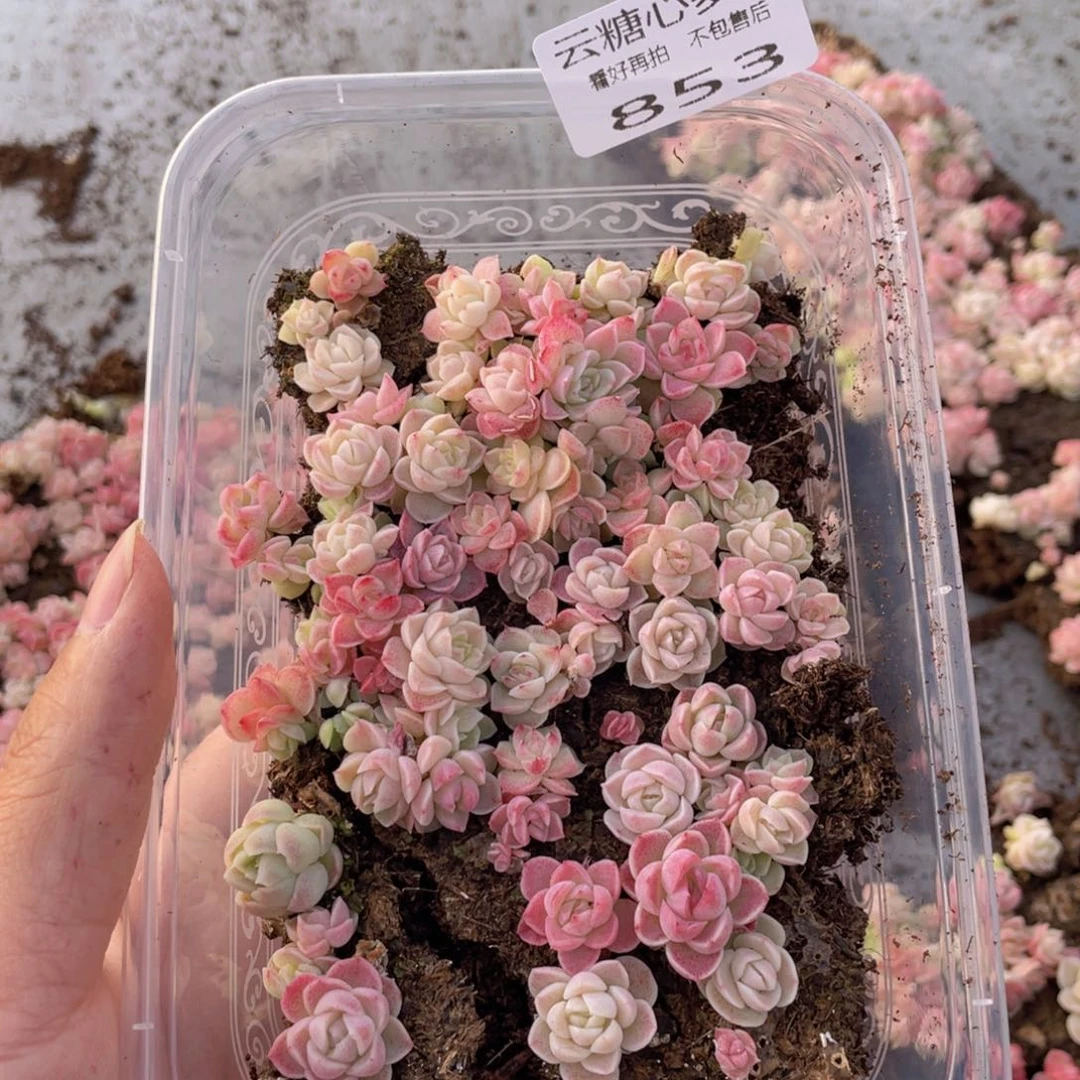 云糖心多肉植物853