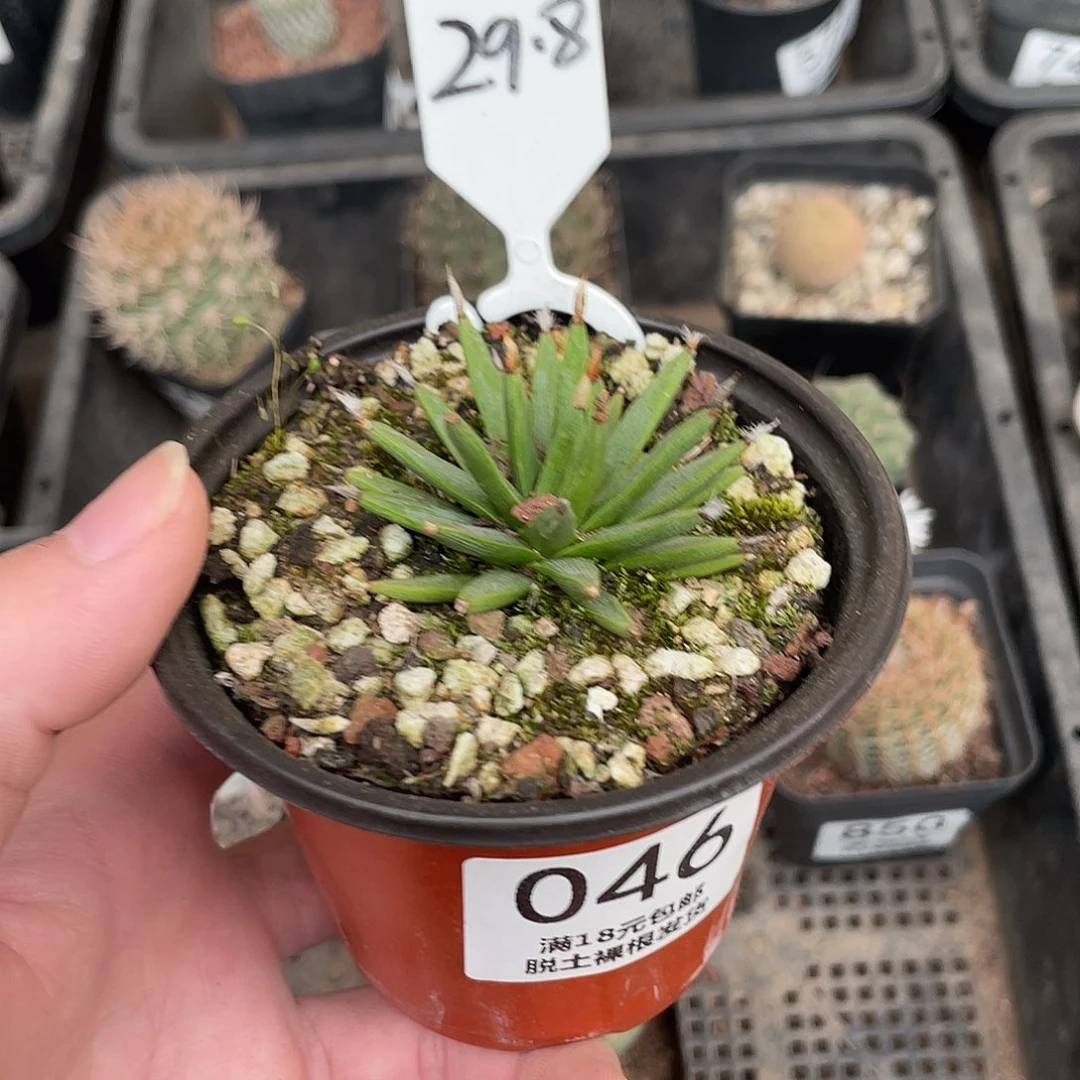 46棉花龙（满18包邮）