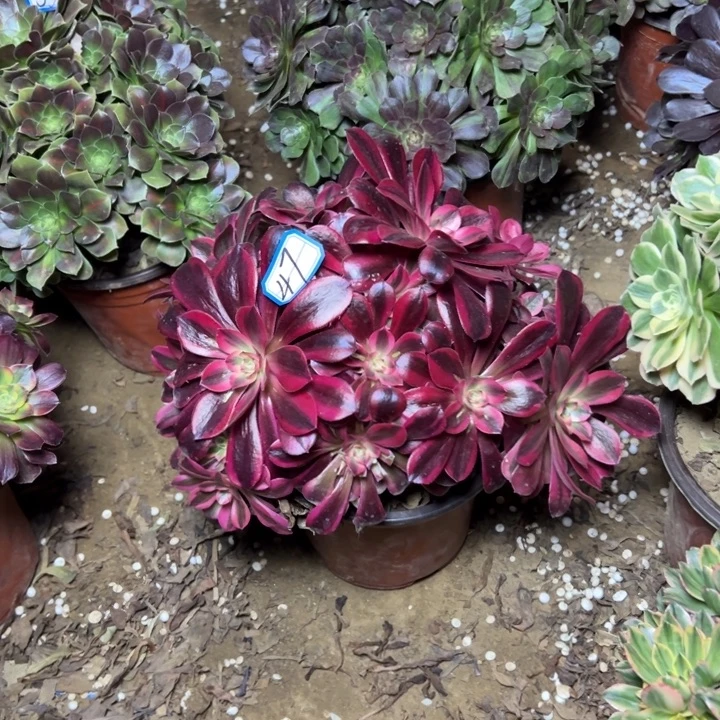 多肉植物美杜莎47