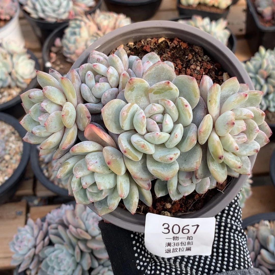 14厘米七头飘枝石榴籽有砍3067