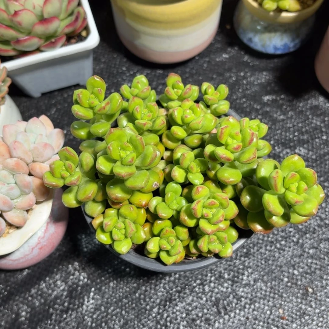 丸叶松绿多肉散群11㎝盆特价