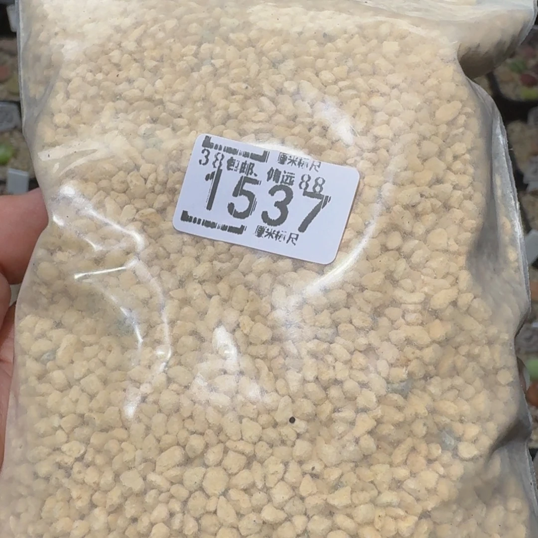 Ssss精品生石花1537