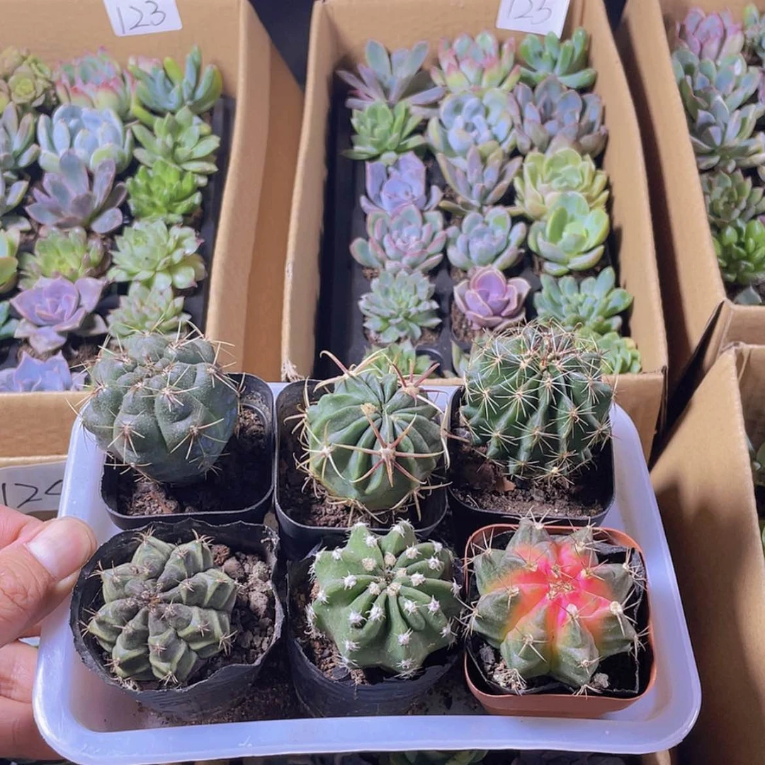 【闪购商品】6颗仙人球约4厘米脱土发货