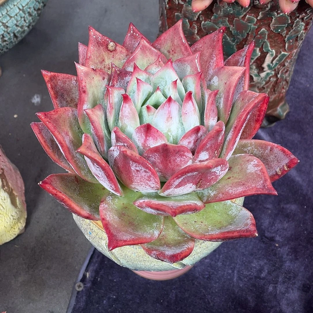 多肉植物脱土包邮