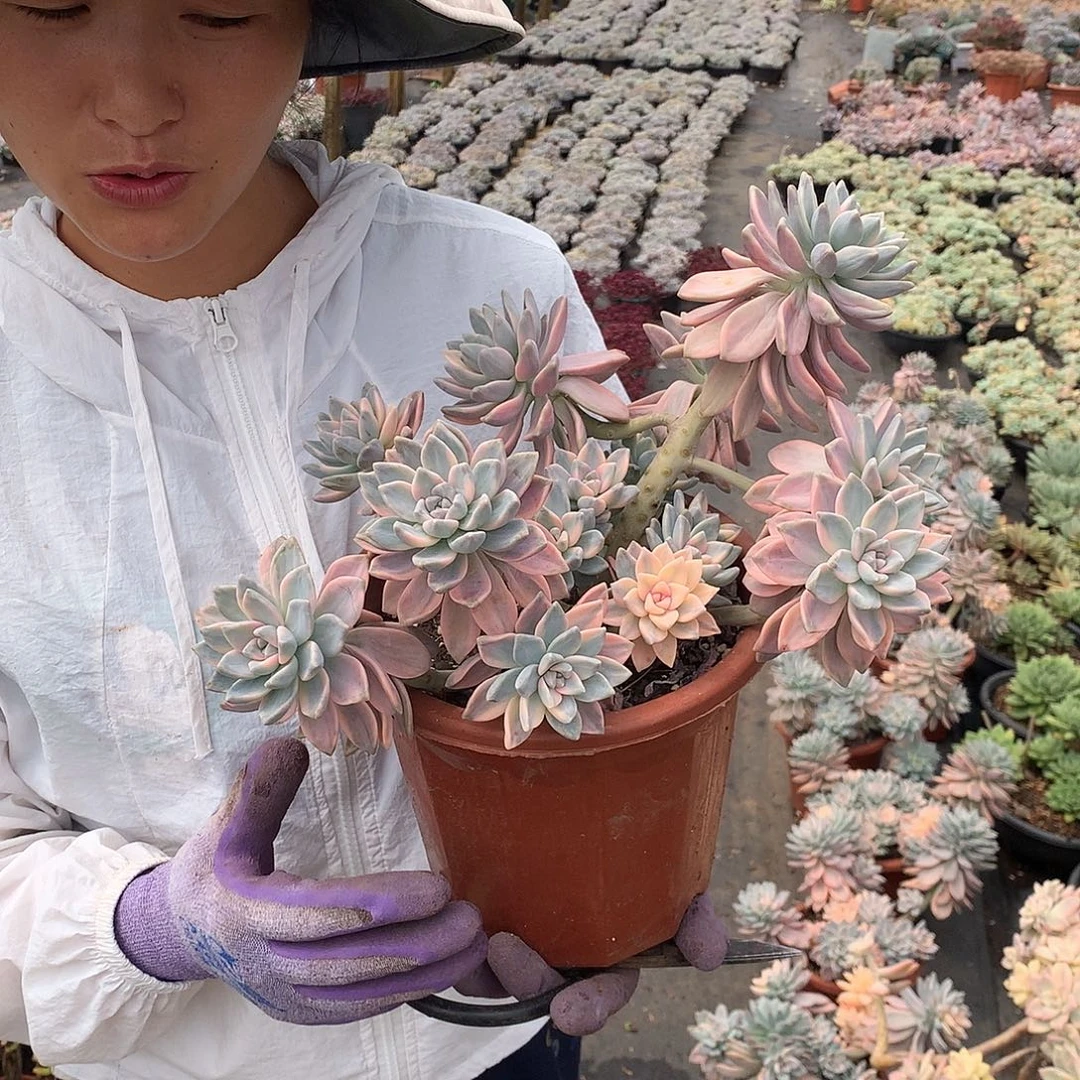 淡雪锦49 多肉植物量拍