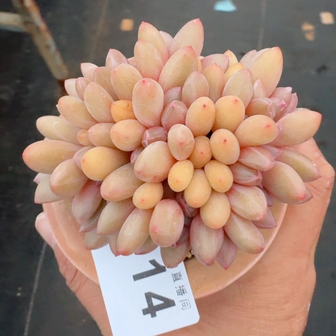 桃花源缀化      愿你一路坦途，乘风破浪展宏图