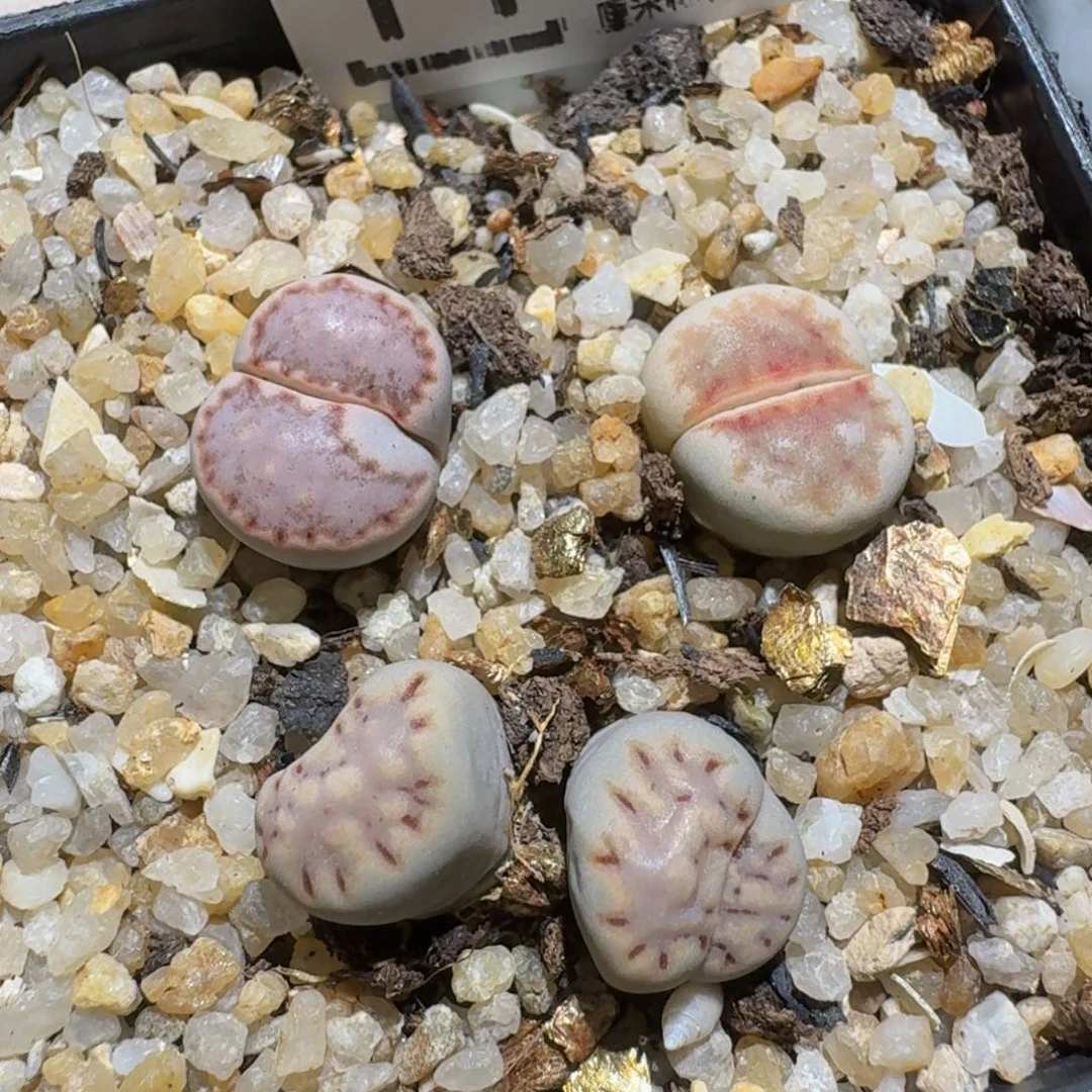 傲***子zzzz生石花肉锥1175