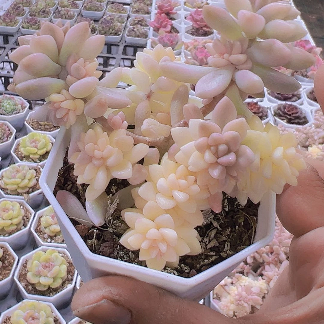 秋丽锦无售后19包邮