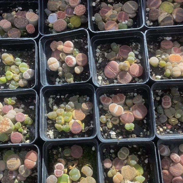 5.5方生石花带盆土发