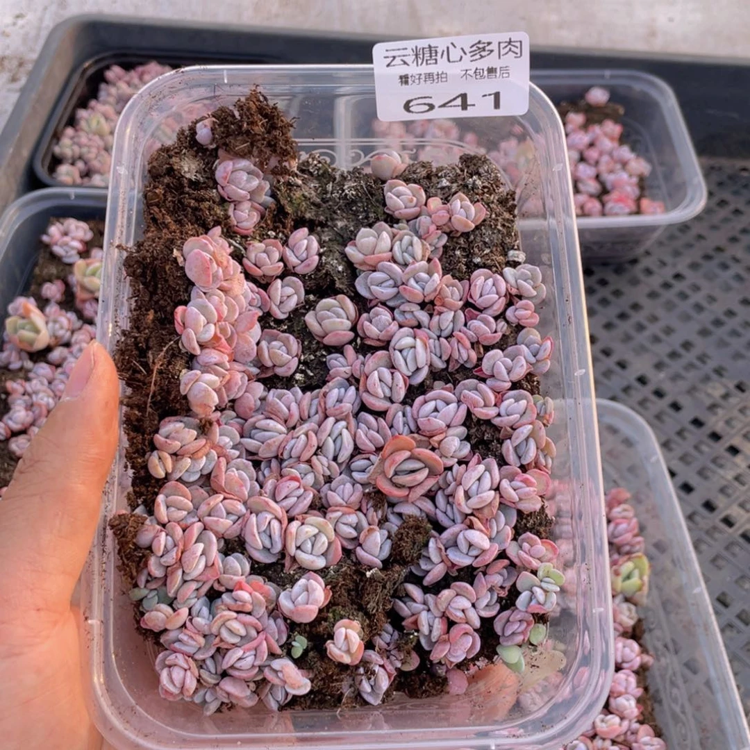 云糖心多肉植物641