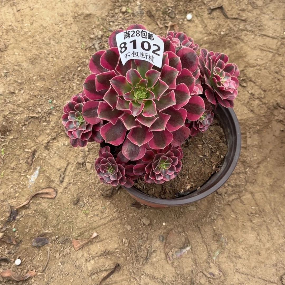 丸***）N 8102美杜莎多肉，bal