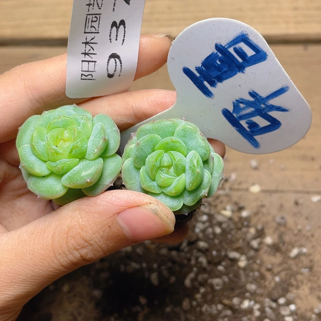 量拍多肉植物多肉植物937