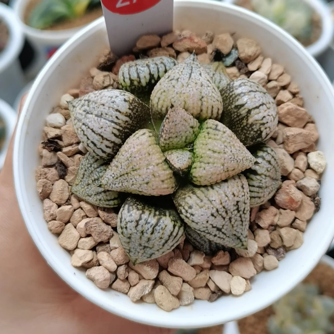 274号实生白银一物一拍带盆土发货