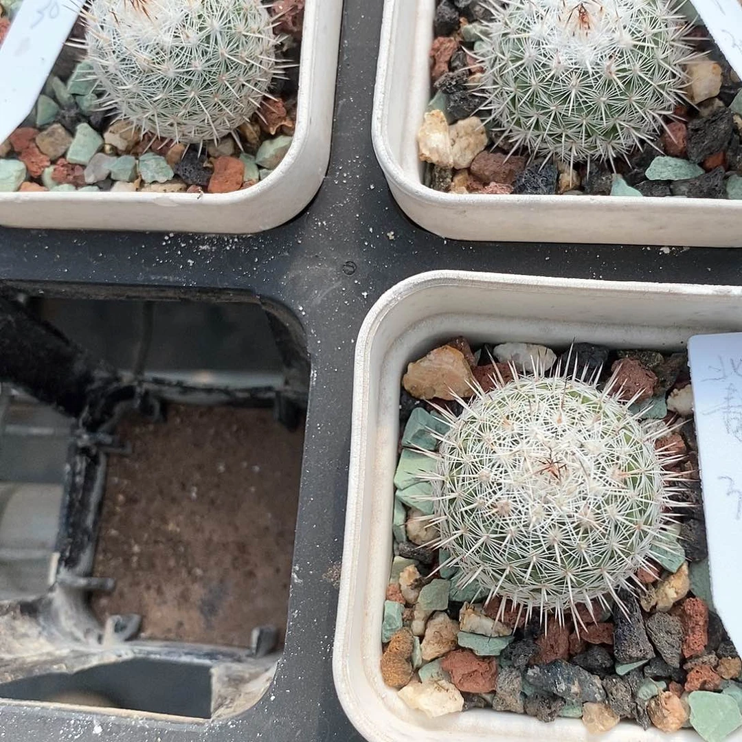 北*萝土土土花花花花花花花花