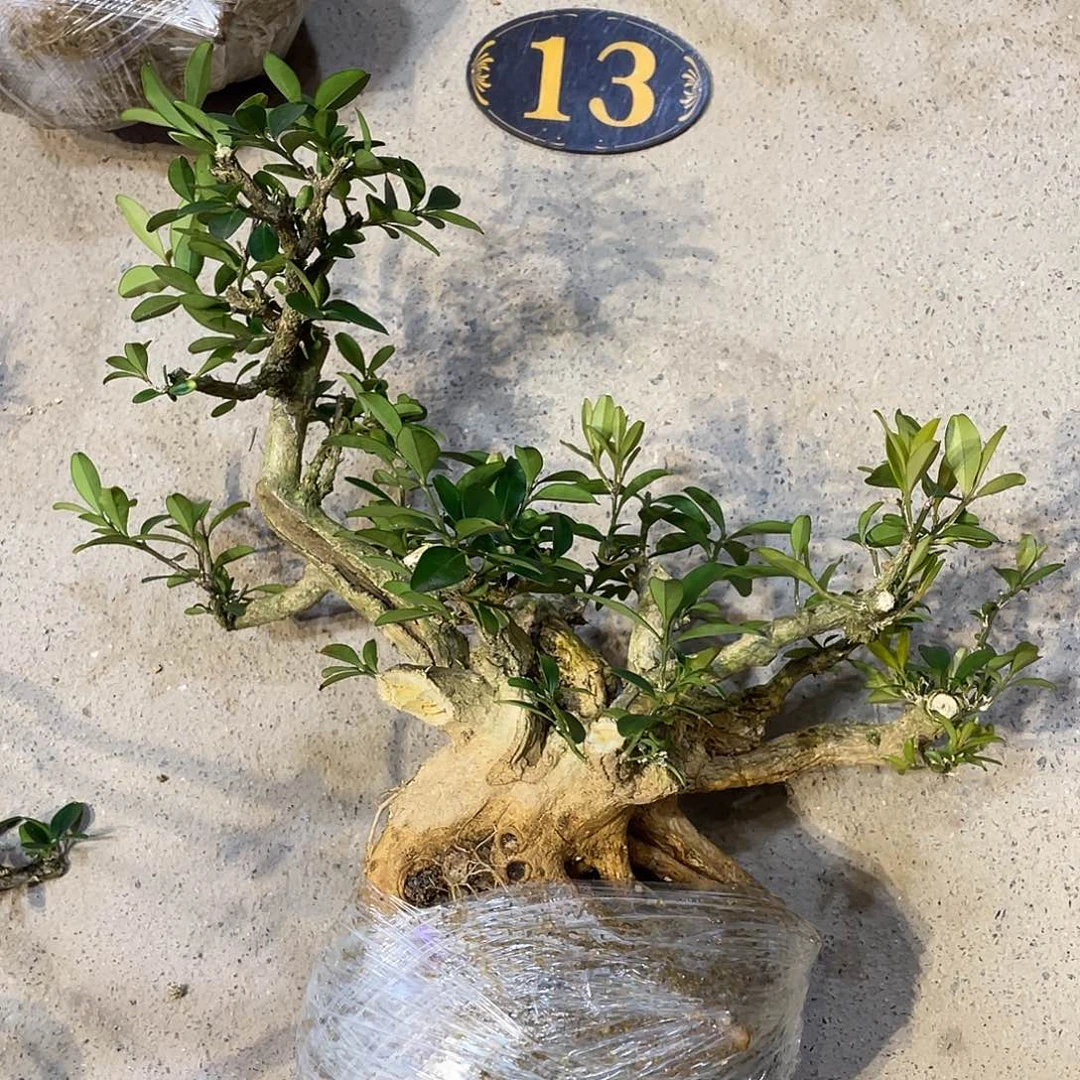 谦***取无花朵一起为梦想而加油