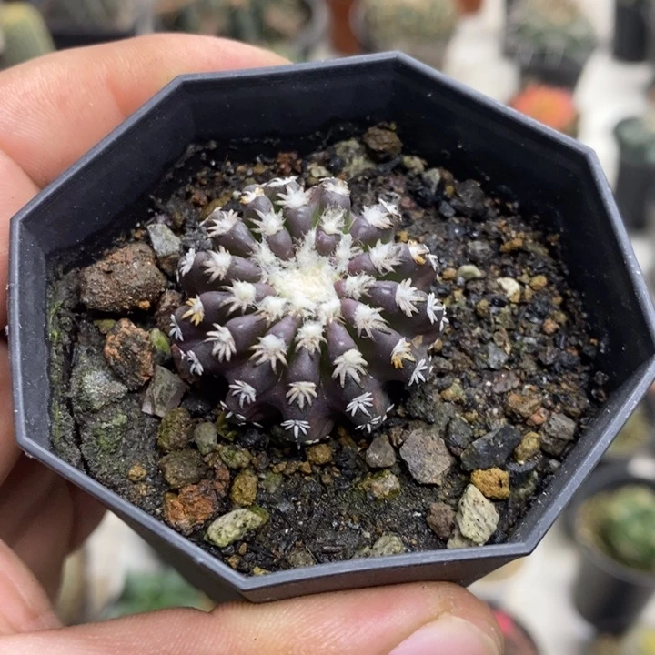 实生紫皮猫抓奇特球特价