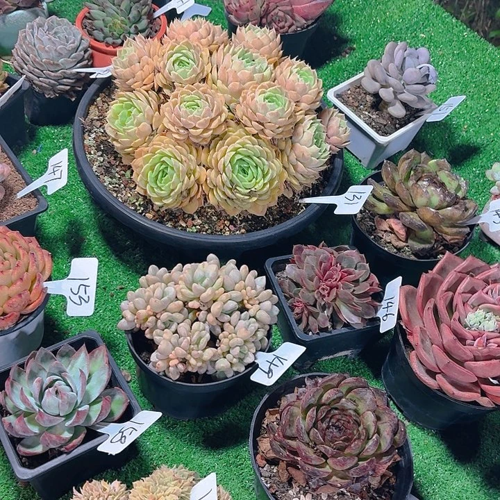 热天必拍冷链，感谢支持