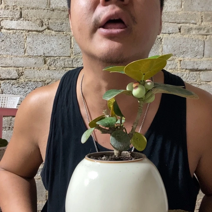 完全开放退款拉黑一物一拍197