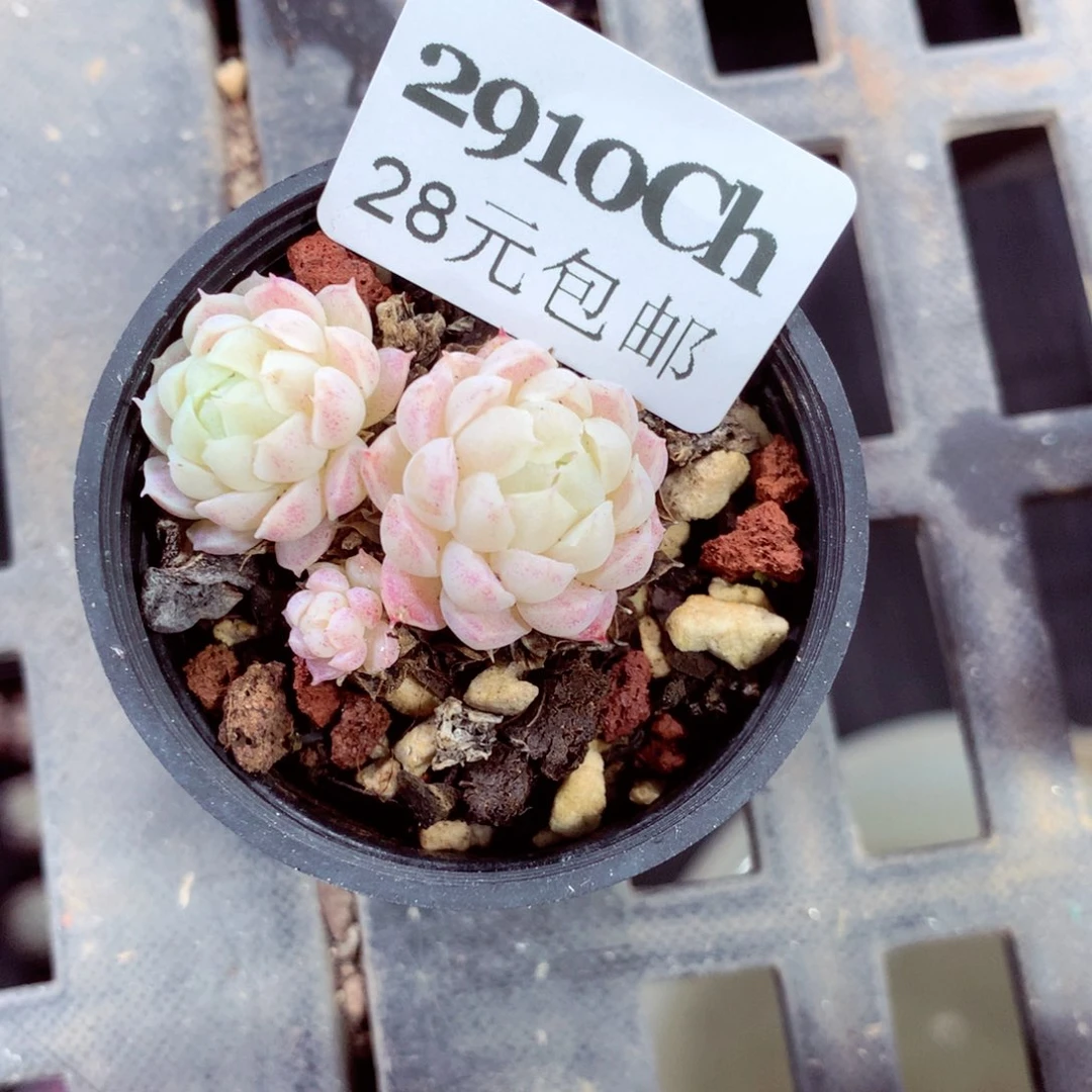 5厘米盆精控多肉2910