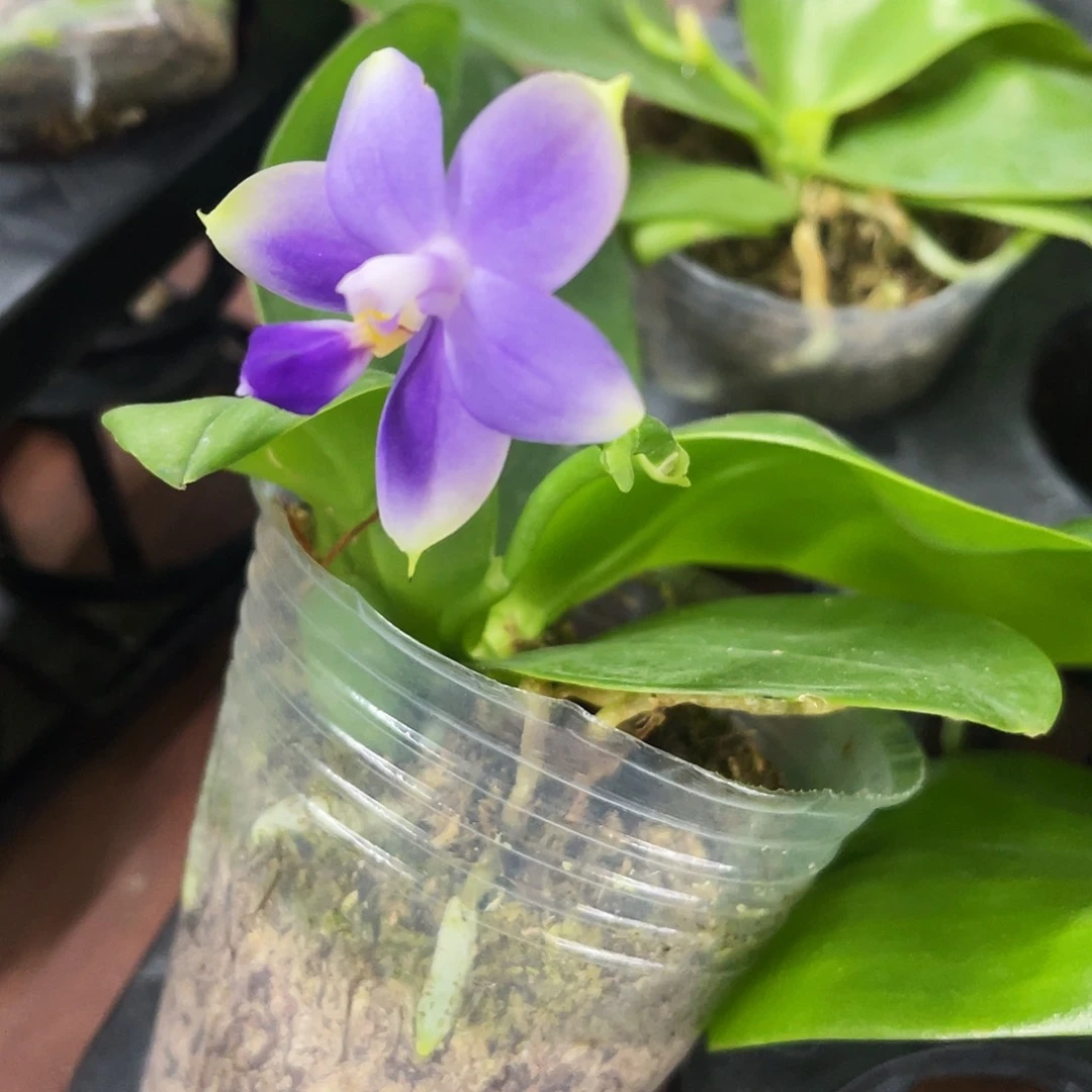 当前无花栽培后可以开花纱美娜2.8带花