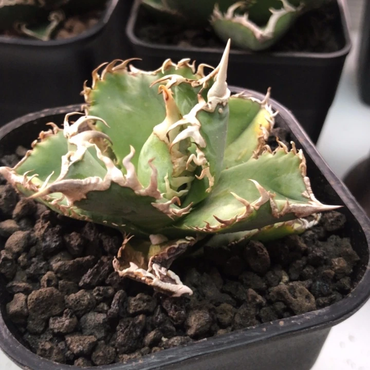 白豪刺仁王冠龙舌兰