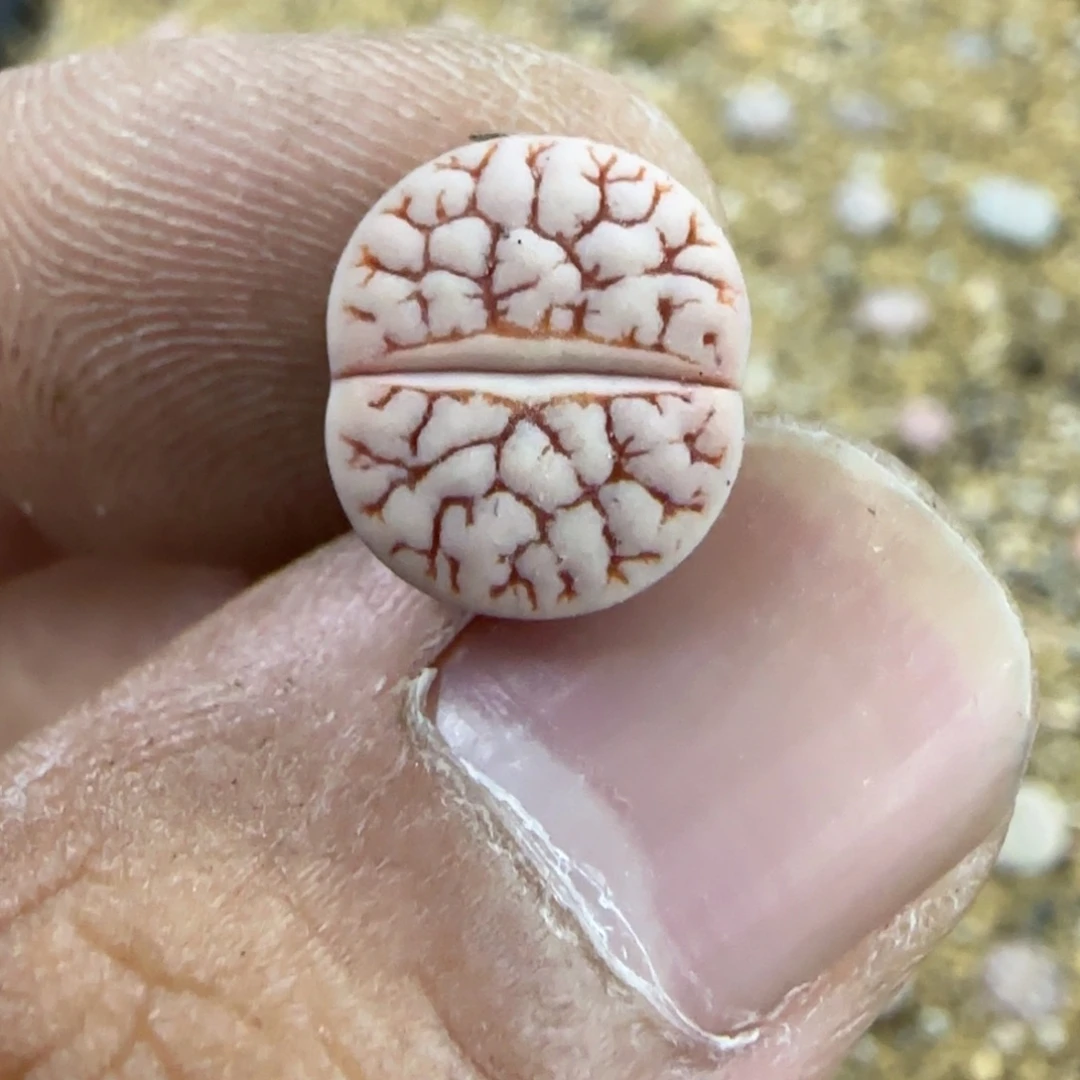 072 生石花大棚直播