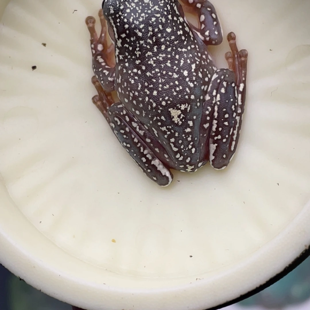 老爷树蛙15号顶级