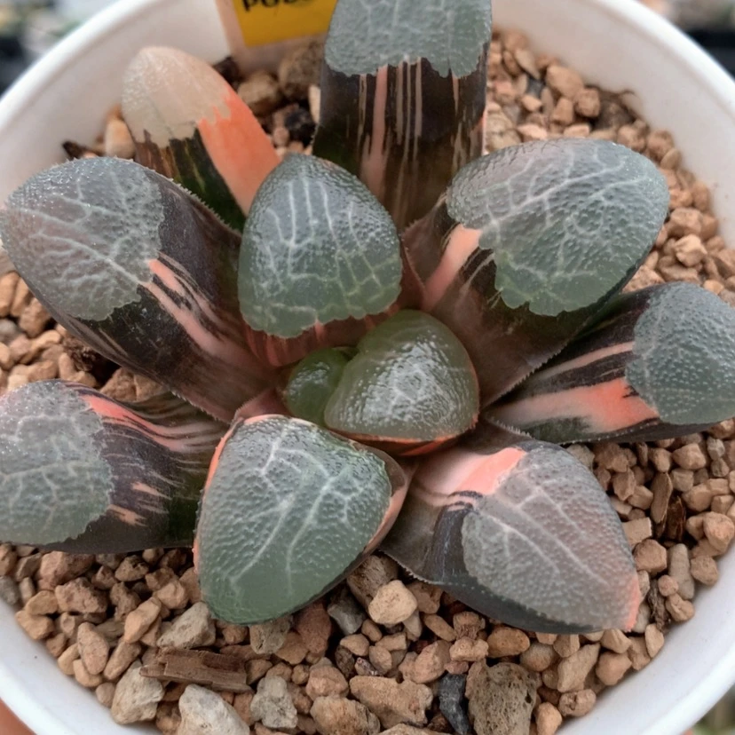 【闪购商品】611网文克