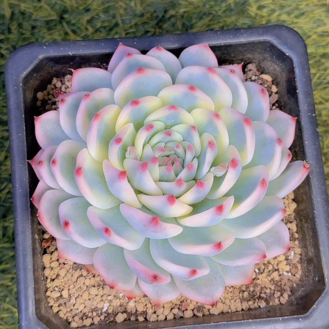 福丫寄养11111111111111111