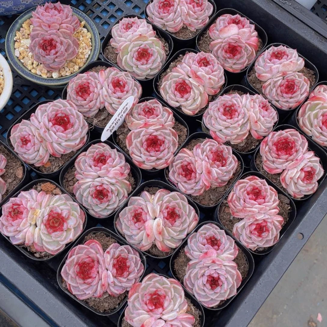 量拍9号红丝绒糖心天鹅绒双头一个