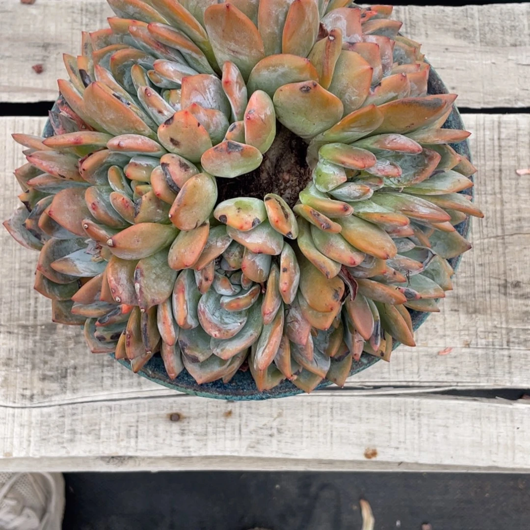 【***蕾石榴子星影有晒伤清台子106