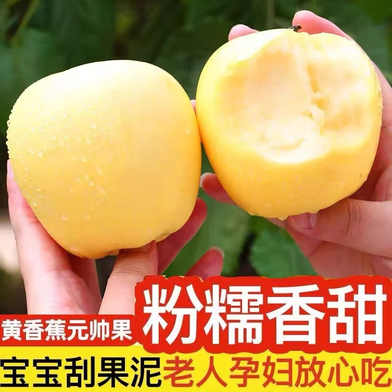 正宗黄元帅苹果新鲜水果应季粉面黄香蕉苹果冰糖心脆甜苹果