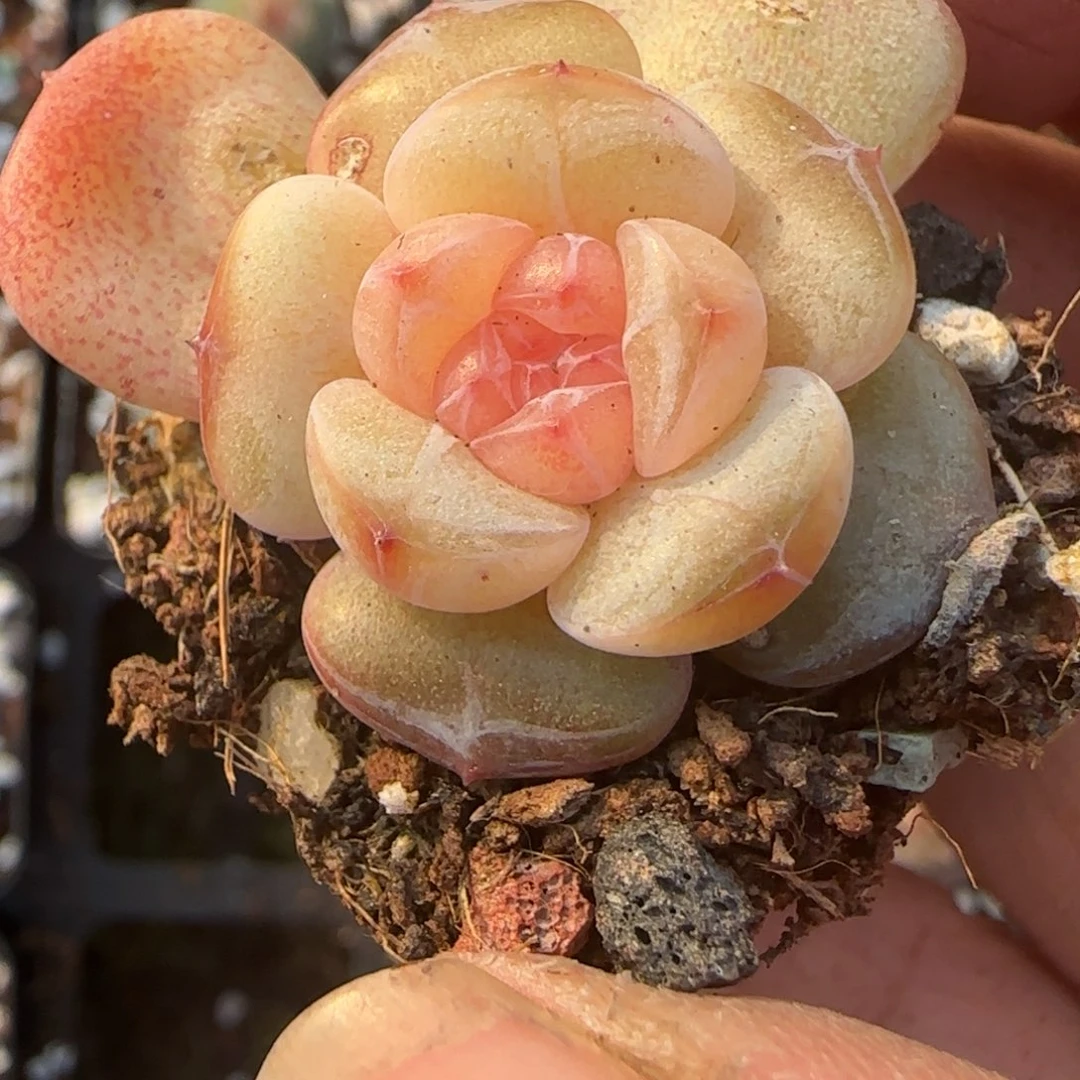 小卡拉米糖心一物一拍