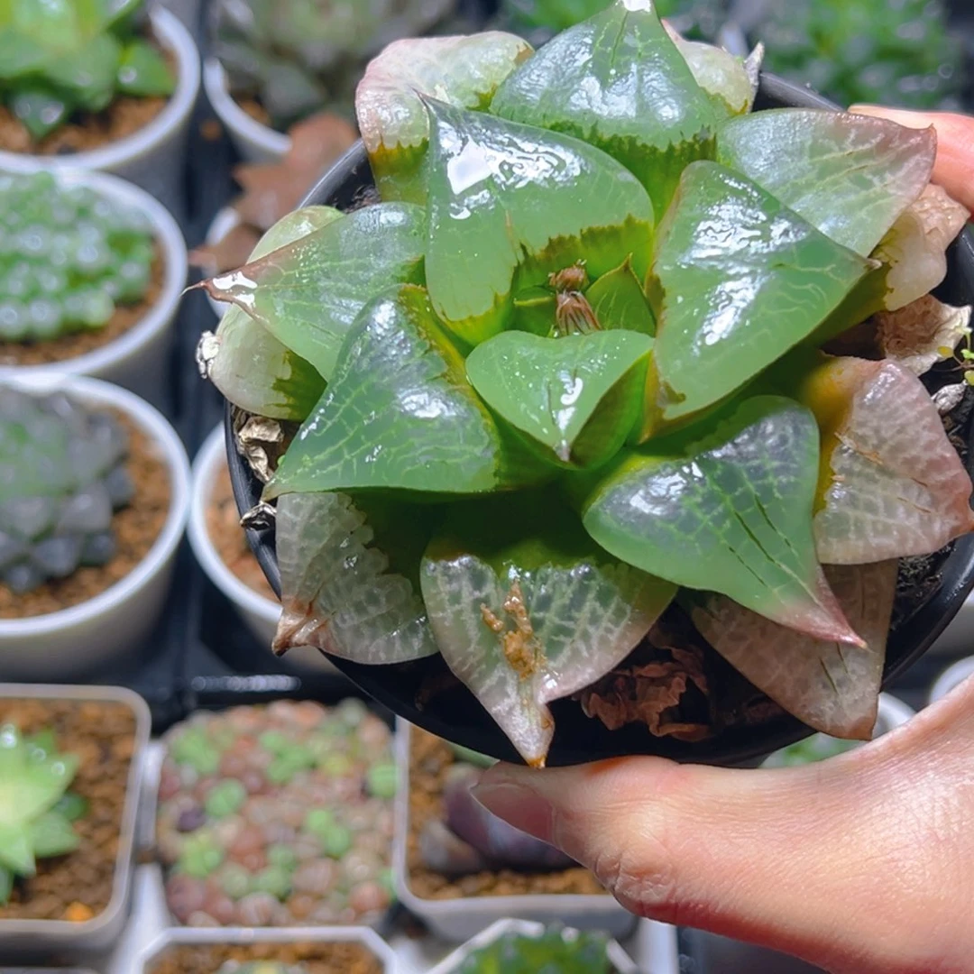 啊寒湖万象盆玉露母本1