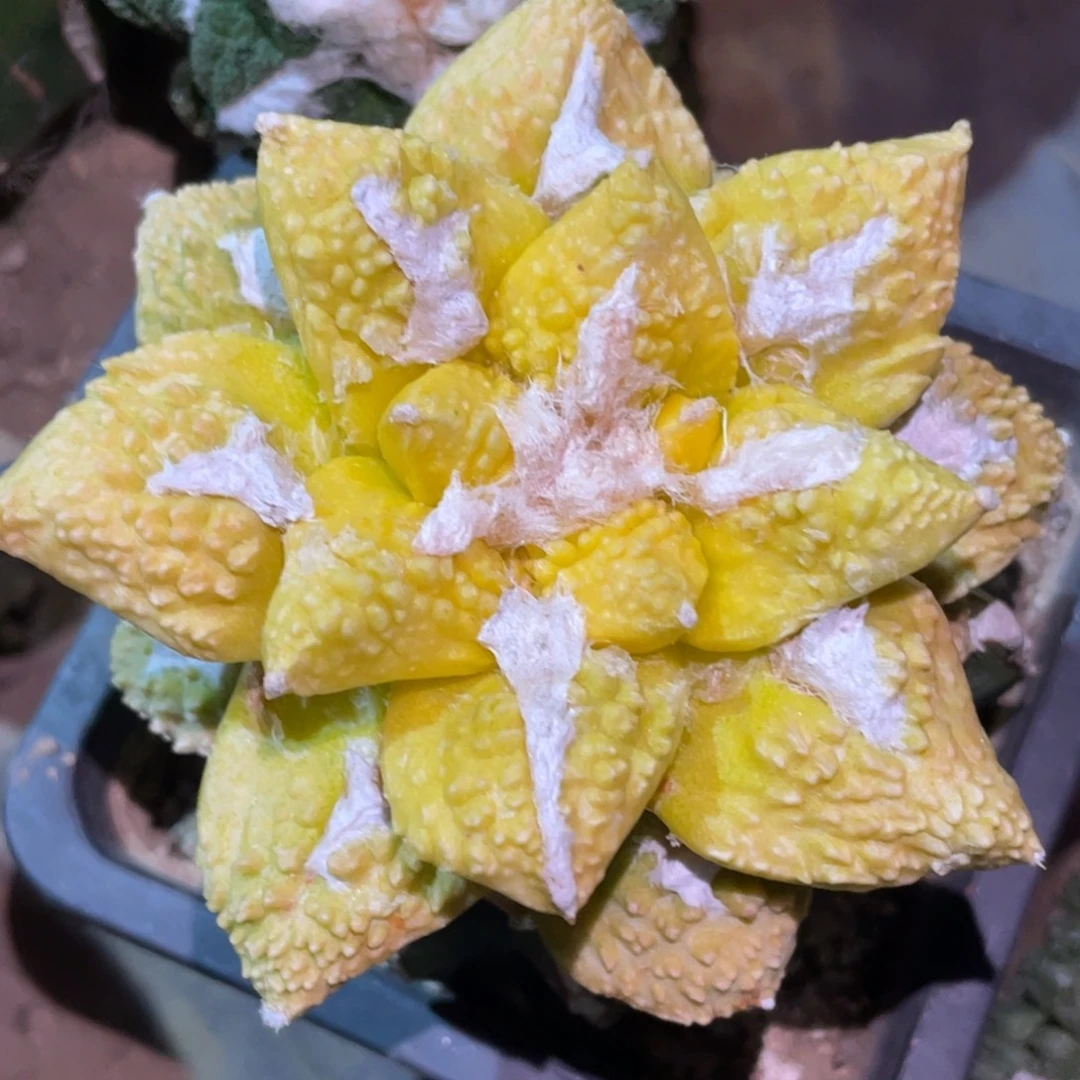全部花朵牡丹锦220 仙人球开花