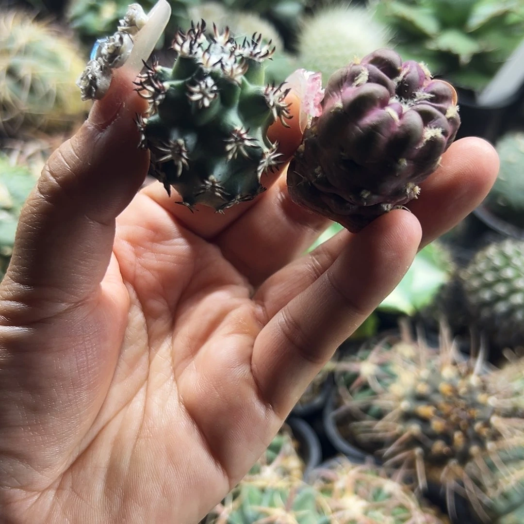 青花虾加惠毛丸仙人球6666666
