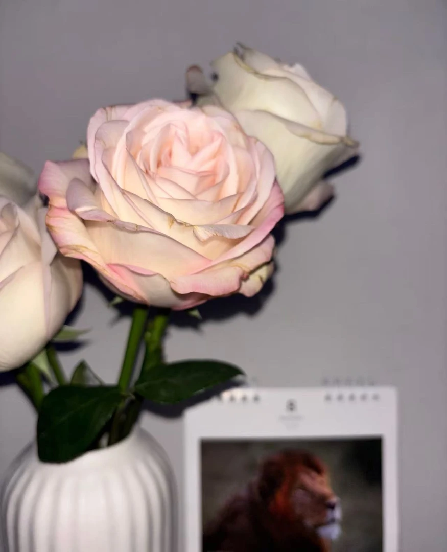 三岁花集--基地单头玫瑰玉露白桃（一单顺丰冷链包邮）