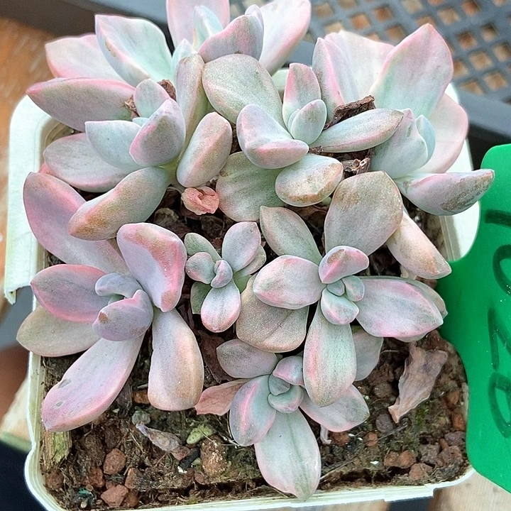 多肉植物彩虹糖锦无砍1026