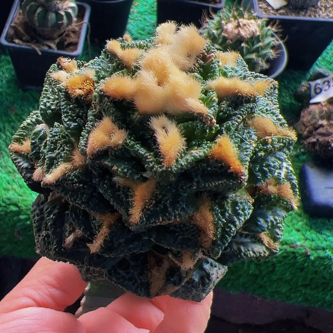 无花朵福利金毛辛顿牡丹260