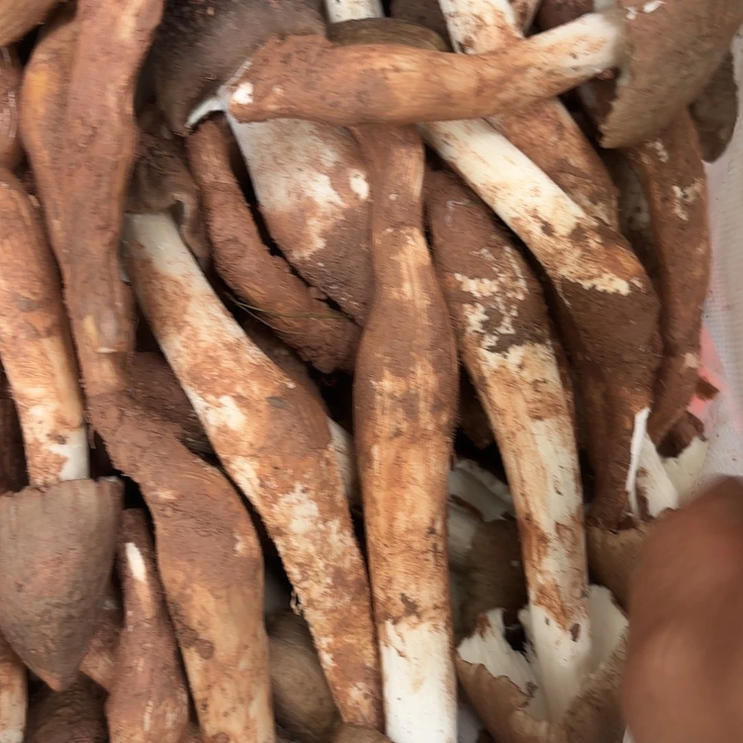 大****云南南华野生菌中国大陆
