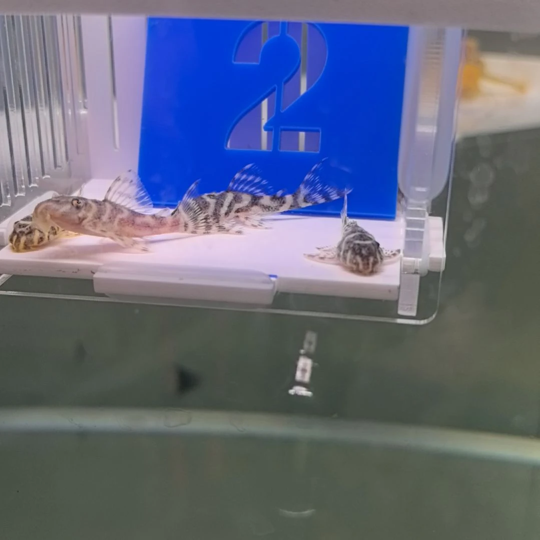 清道夫2 号 黄金帝王迷宫 333，5 条，包邮包损