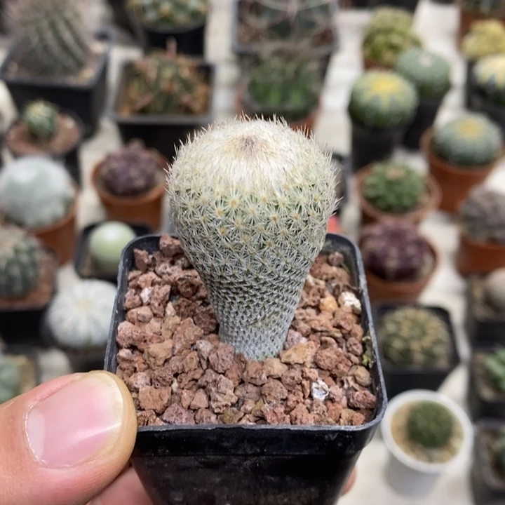 实生月世界特价福利