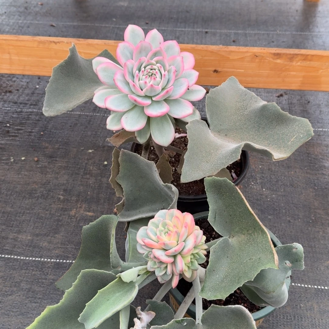 ****虫爱丽儿锦两颗锦上园艺一物一拍