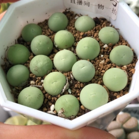 0073，1-1.1厘米鸽子蛋