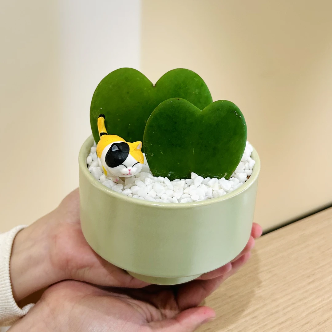 好事成双一片心叶球兰盆栽盆景室内客厅办公室桌面观叶花卉绿植