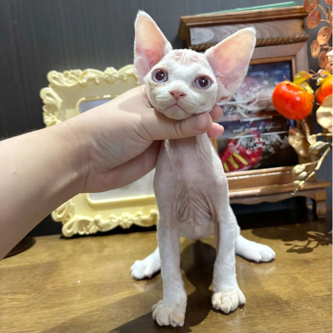 Mingxuan德文卷毛猫-小梵