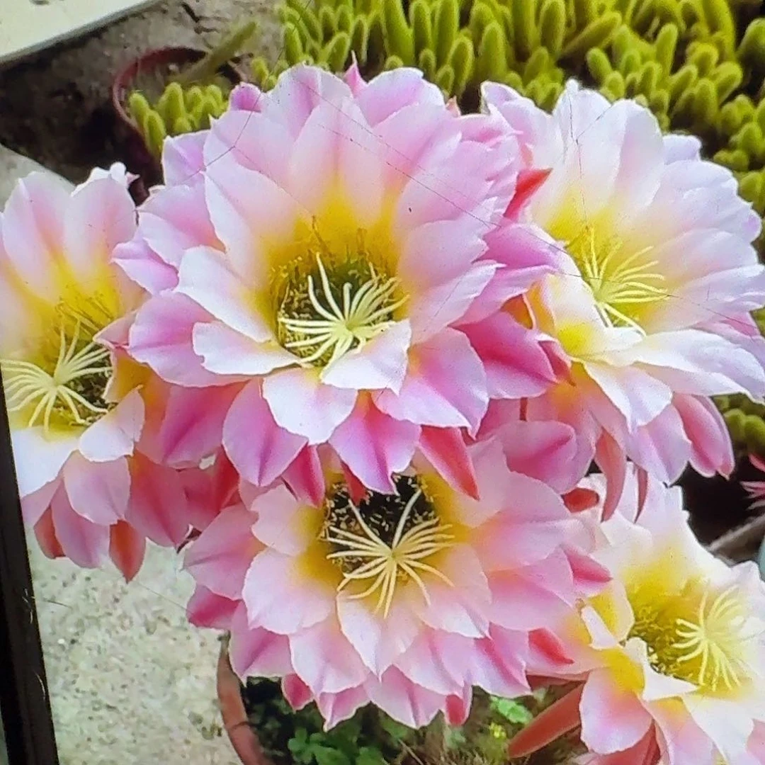 曙光侧芽5公分毛花柱