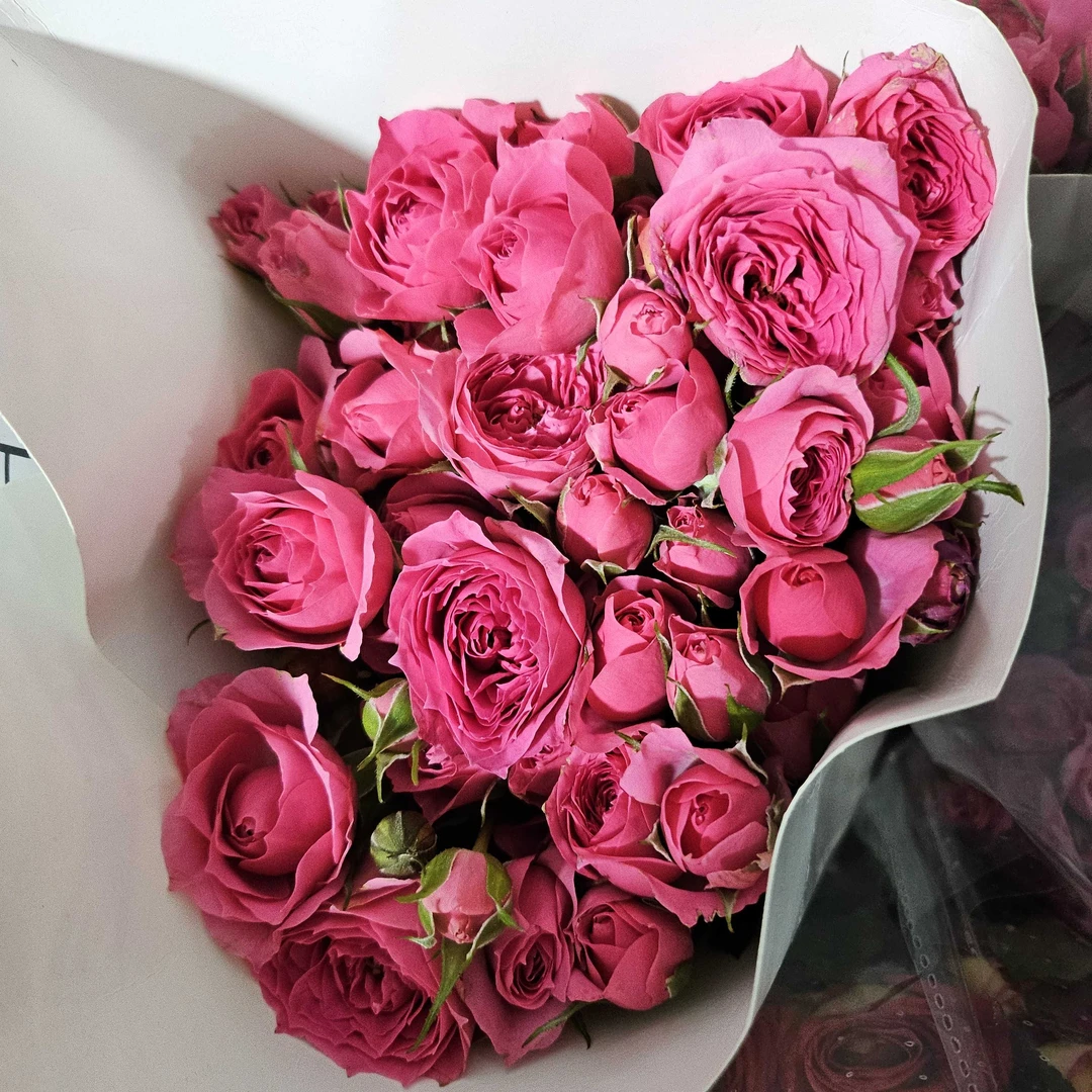 苏菲宝贝多头玫瑰10支装一扎