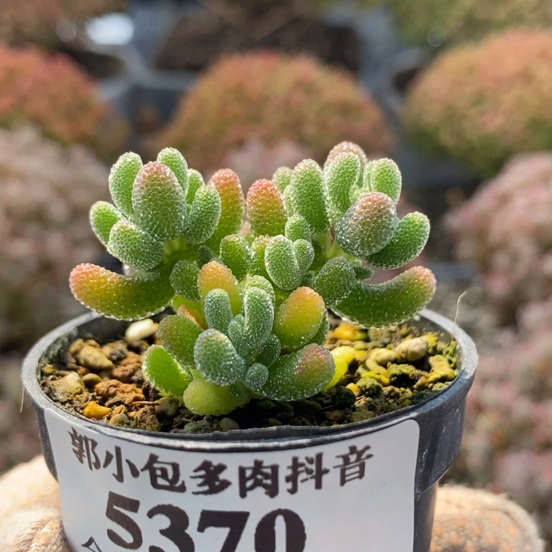 优选冰晶5370枝干番杏