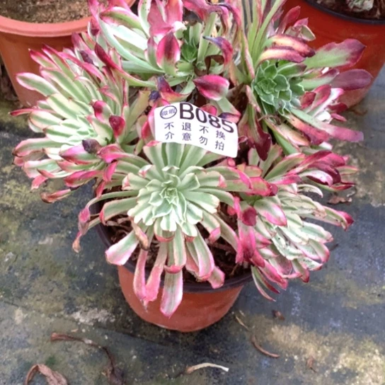 多肉植物仙墨085